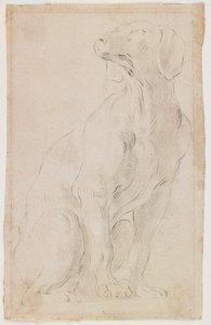 Chien assis, 1710-15 (craie noire sur papier) - Francesco Solimena